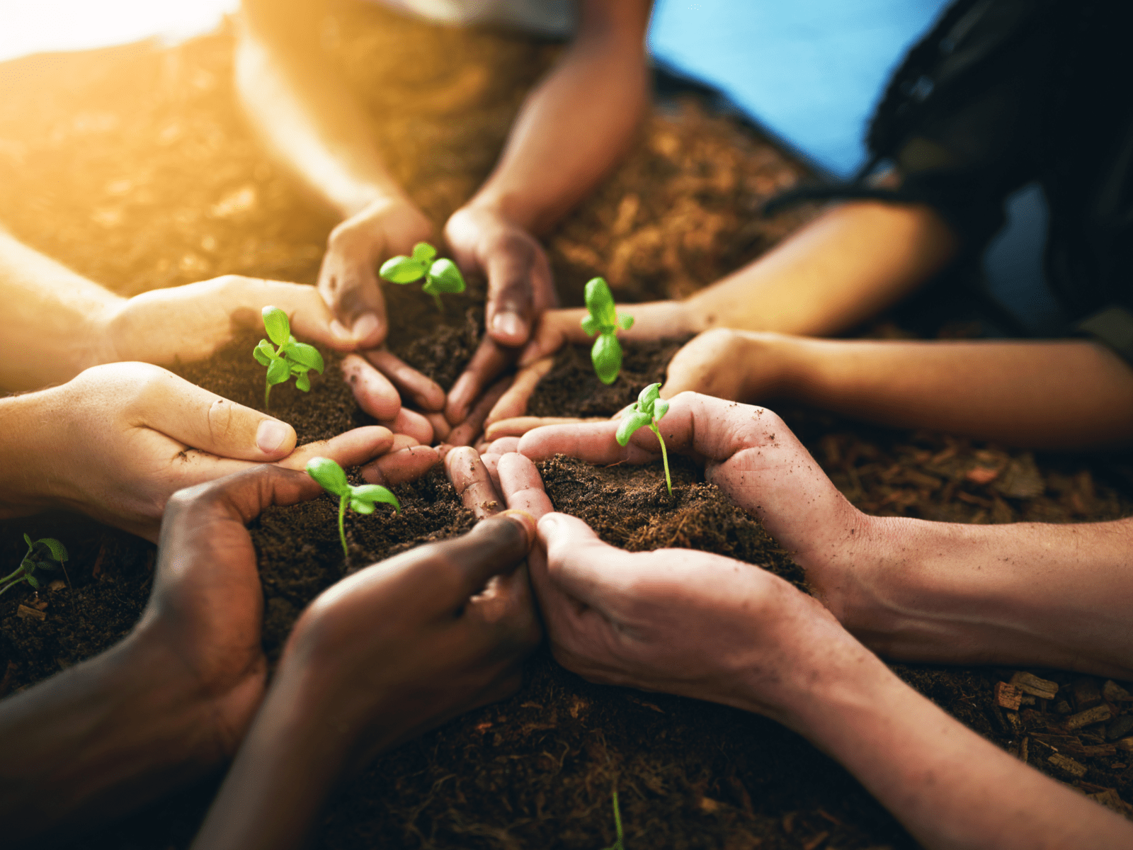 Five hands holding sand with green plant